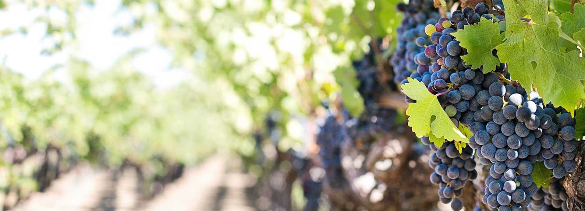 large bunches of red grapes on the vine